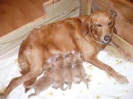 Maybe you would like to learn more about one of these? Golden Retriever Puppies For Sale