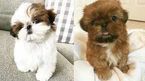 They are believed to have stemmed from the mating of the pekingese with the tibetan mountain dog or the lhasa apso. Cute Shih Tzu Puppies And Dogs Videos Compilation Youtube