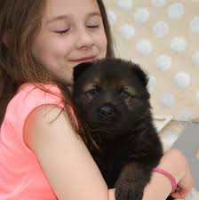 Fieldshaus German Shepherds of Kentucky