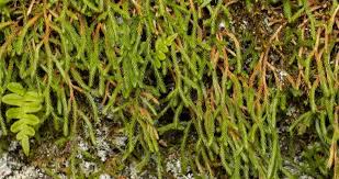 Image result for Selago whyteana