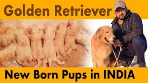 Can a golden retriever survive in india? Golden Retriever Puppies In India
