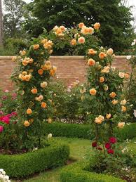 10 Stupefying Why Rose Gardening Is So Addictive Ideas In 2020 Rose Garden Design Garden Arches Fragrant Roses