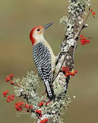 Bird With Red V On Back Of Head Red Bellied Woodpecker Birds Beautiful Birds Pretty Birds