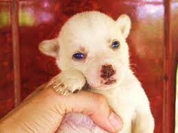 3 Week Old Siberian Husky Look At Those Blue Eyes Sleepy Dogs Husky Puppy Cute Animal Pictures