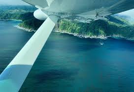 Image result for Nicolasia costata