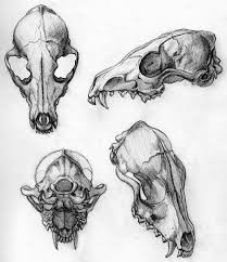 For The Wild Hearted Souls Animal Skull Drawing Skeleton Drawings Skulls Drawing
