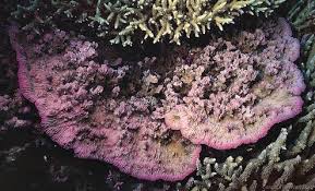 Image result for Microcoelia corallina