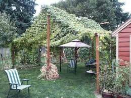 If you enjoy brewing your own beer and have space in your garden the trellis system consists of tall, heavy posts inserted into the ground at the ends of planting rows. 52 Best Hop Trellis Ideas Trellis Hops Trellis Hops Plant