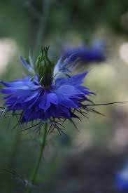 Pin By Bifrost Polliana J Verdan On In The Garden Beautiful Flowers Planting Flowers Flower Garden