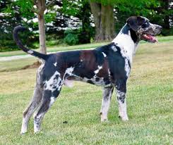 All Black Catahoula Leopard Dog Pin On Catahoula Leopard Dog