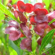 Image result for Dodonaea