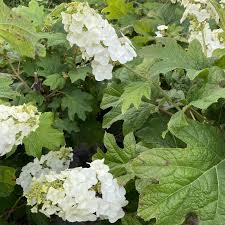 Image result for Hydrangea quercifolia