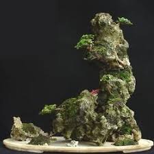 Super Mini Bonsai Mini Bonsai Bonsai Bonsai Tree