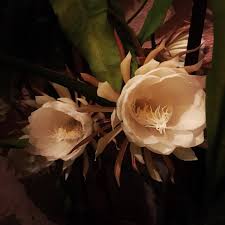 Simple cactus to care for. Fairuza Balk On Twitter My Orchid Cactus Is Doing Her Once A Year For 1 Night Only Flower Show Tonight