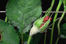 Pests and diseases that affect roses as with all plants, roses can become infested with pests or damaged by disease. Diseases And Abiotic Disorders Of Outdoor Roses