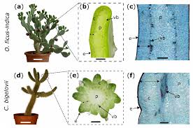 Dans ce cas, les cactus et les plantes succulentes sont exactement ce qu'il te faut! Ijms Free Full Text Self Repair In Cacti Branches Comparative Analyses Of Their Morphology Anatomy And Biomechanics Html