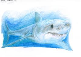 In this quick tutorial you'll learn how to draw a great white shark in just a few quick steps, but first… Great White Shark By Zuzbla On Deviantart
