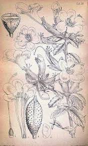 Image result for Catophractes alexandri