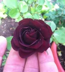 Bunga mawar sebenarnya bukan termasuk jenis tanaman tropis. Jual Jenis Bunga Mawar Hitam Black Rose Toko Bungaku