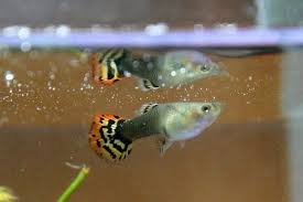 Jenis Makanan Guppy Terbaik Untuk Warna Pertumbuhan Dan Daya Tahan Gerava Ikan Hias Burung Kicau Kucing Anjing