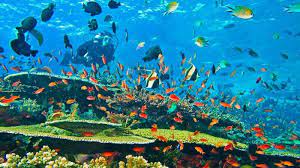 Gambar pemandangan alam pedesaan indah not there org lukisan pemandangan dalam laut lukisan pemandangan di bawah laut yang indah ini menceritakan seekor penyu yang sedang berenang di bawah lautan yang menakjubkan para ikan yang beragam jenis sedang bermain. Indahnya 10 Lokasi Wisata Dengan Panorama Bawah Laut Yang Terbaik Di Asia Tenggara Tribun Medan