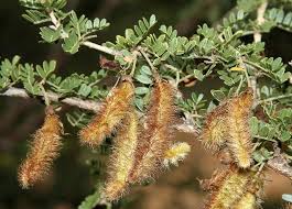 Image result for Ormocarpum