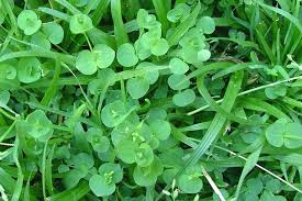 Image result for Drymaria