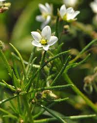 Image result for Spergula arvensis