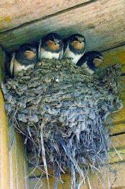 This makes it important to know how to. How Many Times Have You Seen This Can T Open The Garage Door Till They Leave Or Putting Newspaper Under The Nest On The Por Beautiful Birds Pretty Birds Bird