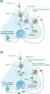 Antidepressants Site Of Action Tricyclic Antidepressant Antidepressants Adrenergic Receptors