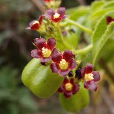Image result for Jatropha gossypiifolia