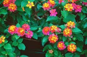 Flowers Of Bangladesh Lantana Hanging Flower Baskets Most Beautiful Flowers Lantana