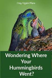The Hummingbirds Came Back After Their Winter In The South And You Had Lots Of Activity In Your Ya Hummingbird Backyard Birds Watching Backyard Birds Sanctuary