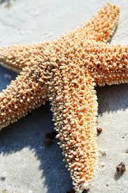 Starfish Estrela Do Mar Mares Vida Marinha