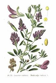 In nature or crop fields, water is often the most limiting factor for plant growth. Alfalfa Wikipedia