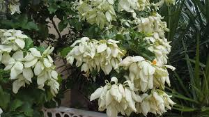 Image result for Mussaenda