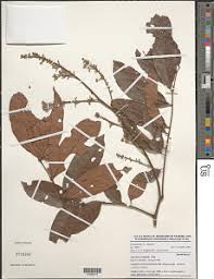 Image result for Eriocoelum microspermum