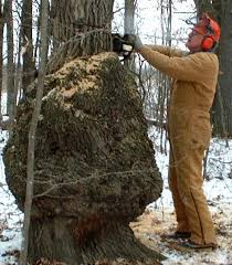 How To Harvest And Sell Burls Tree Burl Burled Wood Burl