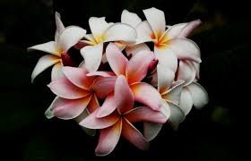 Magical Plumeria The Bathtub Diva Bubble Baths Relaxing Lifestyle