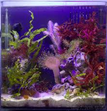 Pin On Reef Tanks