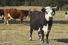 Media in category mixed breed cattle. Stock Photo Of Mixed Breed Beef Cattle Breeds Cute Cows Cattle