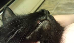 At around 2 weeks of age, the little incisors at the front of the mouth begin to show through the gums. Extracted Upper Canine Tooth Constant Sore On Lip Thecatsite