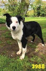 Border Collie Trust Gb Pets And Animals Directory Portal