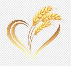 Apakah anda mencari gambar padi bidang png? Spelt Emmer Durum Einkorn Wheat Common Wheat Wheat Food Grass Agriculture Png Pngwing