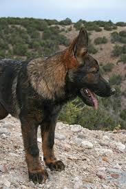 Black And Silver German Shepherd Puppies For Sale In Nc Hes A Looker 3 German Shepherd Dogs Shepherd Puppies Dogs And Puppies