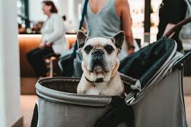 Our mission is to save the lives of abandoned dogs and cats and place them in loving and permanent homes. How To Adopt A Dog In Washignton D C Rescues Fees And More