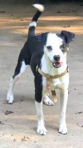 Adopt Harvey On Petfinder Dog Adoption Cute Baby Animals Animal Rescue