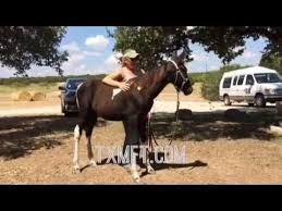 Foal Training 101 What Your Foal Should Know At 6 Months Old Foals Horses 6 Month Olds