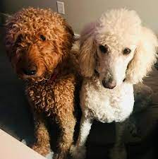 We did not find results for: F1b Goldendoodle Puppies For Sale In Crosby Minnesota Classified Americanlisted Com