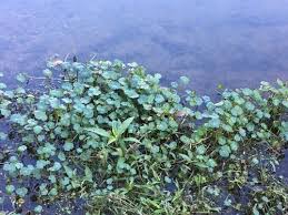 Image result for Hydrocotyle ranunculoides